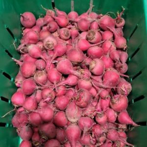 Sudo Chiogga Beets