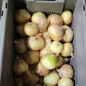 Walla Walla Onions (10lb Case)