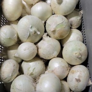 White Onions (10lb Case)