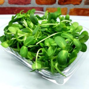 Sunflower Shoots - 1 lb