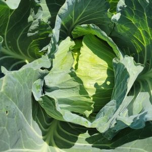 Taiwanese Cabbage (Case)
