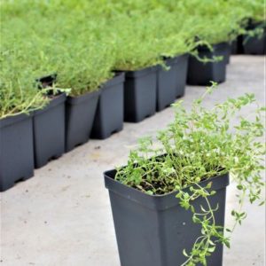 Thyme Plant (6 Pot Case)