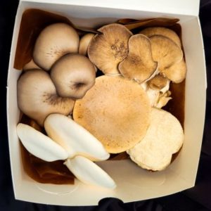 Premium Mushroom Trio - 350g