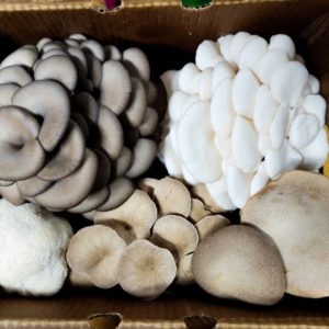 Premium Mushroom Trio - 5 Lbs