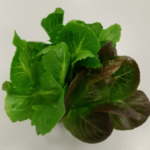 Trio Romaine Lettuce