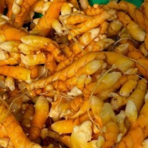 Organic Turmeric