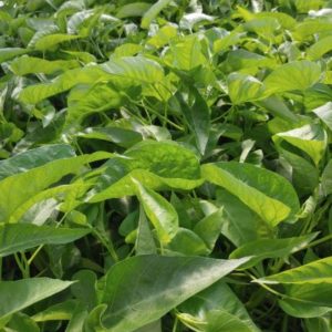 Water Spinach - 150g Bag-Stores