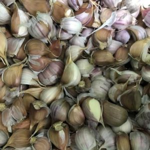 Purple Russian Garlic Cloves