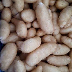 White Fingerling