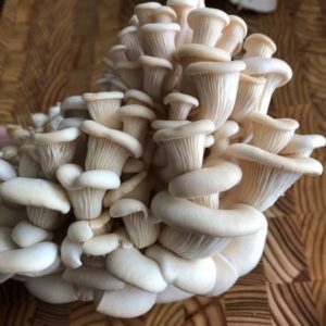 Elm Oyster - 150g
