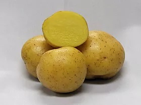 Yellow Columba - Small