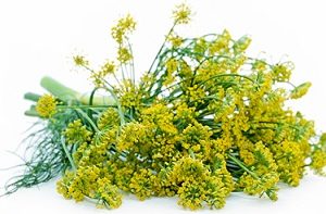 Organic Yellow Dill-80g Bundle