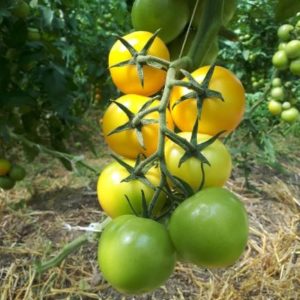 Yellow TOV (11lb Case)