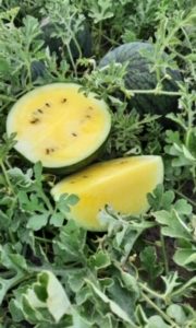 Yellow Watermelon-Approx 5.5 lb