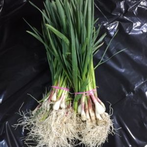 Garlic - Fresh