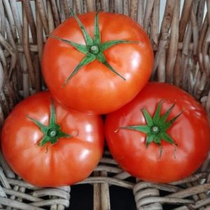 Beefsteak Tomatoes (Medium size)