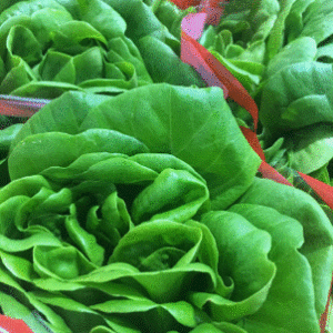Green Oak Leaf Lettuce 9ct