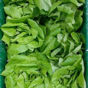 Bulk Butterleaf Lettuce 12ct
