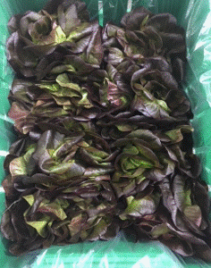 Red Butterleaf Lettuce 12ct