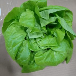 Clamshell Butterleaf Lettuce