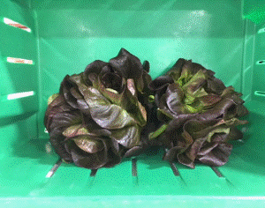 Red Butterleaf Lettuce