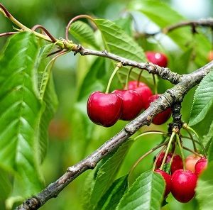 Organic Cherries - BC