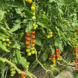 Cherry Tomatoes on the Vine