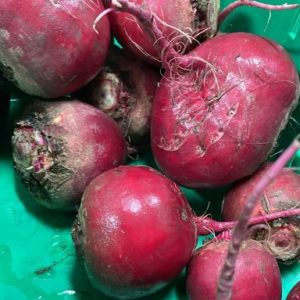 Organic Chioggia Beets