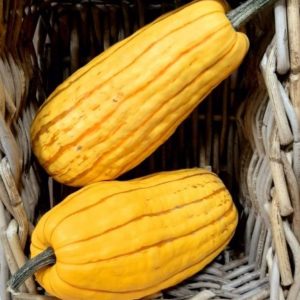 Delicata Squash - Approx 1.5 lb