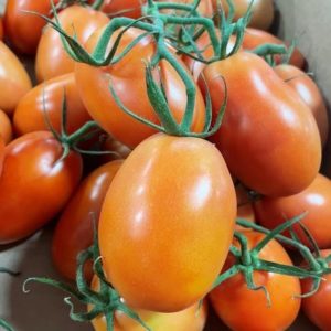 Roma Tomatoes on Vine