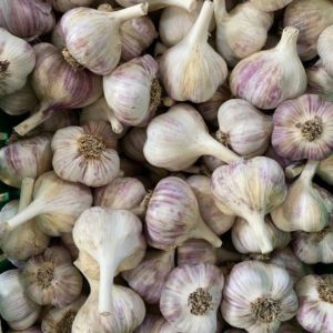Organic Garlic
