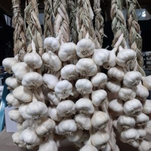 Sunterra Garlic
