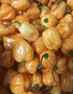 Habanero Peppers (5 lb case)