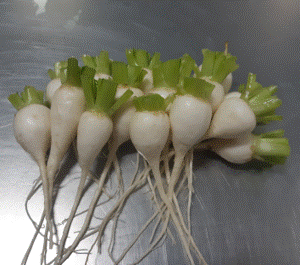 Organic Hakurei Turnip