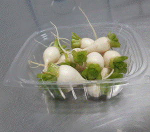 Hakurei Turnip (1/3 lb Clam)