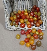Medley Tomatoes - AB