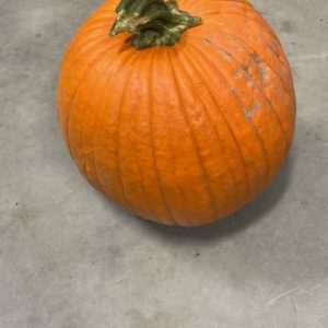 Molnar Carving Pumpkin
