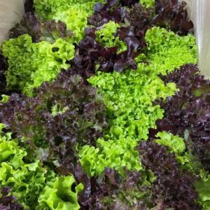 Multileaf Trio Lettuce 15ct