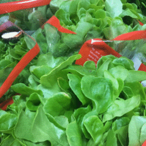 Green Oak Leaf Lettuce