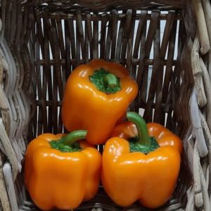 Premium Orange Bell Peppers-AB