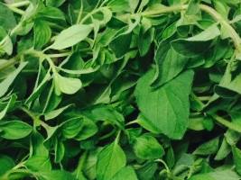 Oregano Herb