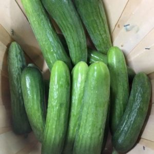 Organic Mini Cucumber