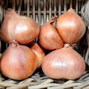 Organic Shallots