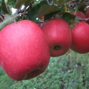 Organic Pink Lady Apples