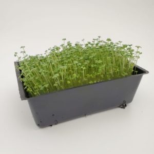 Mustard Micro Greens