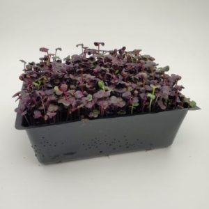 Purple Radish Micro Greens