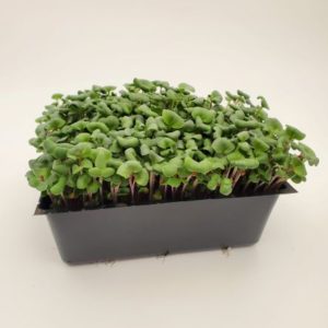 Ruby Radish Microgreens
