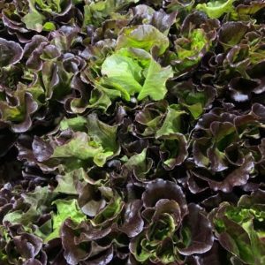Red Batavia Lettuce 15ct