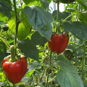 Organic Red Bell Peppers