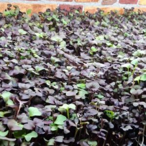 Red Radish Microgreens - 1 lb